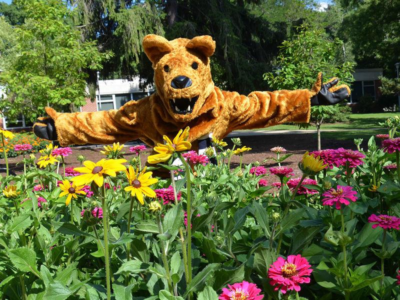 Nittany Lion在花坛后面欢迎你来到校园